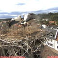 17_10-nest.jpg