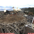 17_15-nest.jpg