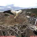 17_20-nest.jpg