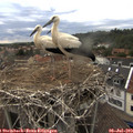 17_25-nest.jpg