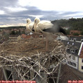 17_30-nest.jpg