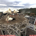 17_35-nest.jpg