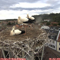 17_40-nest.jpg