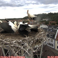 17_45-nest.jpg