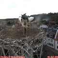 17_55-nest.jpg