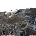 18_00-nest.jpg