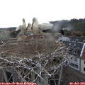 18_05-nest.jpg