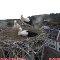 18_15-nest.jpg