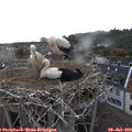 18_20-nest.jpg