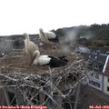 18_25-nest.jpg