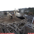 18_30-nest.jpg
