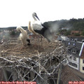 18_35-nest.jpg