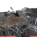 18_40-nest.jpg