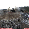 18_45-nest.jpg