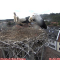 18_50-nest.jpg