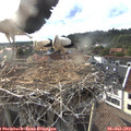 18_55-nest.jpg