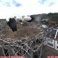 19_00-nest.jpg