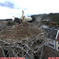 19_05-nest.jpg