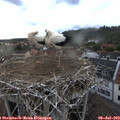 19_10-nest.jpg