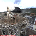 19_15-nest.jpg