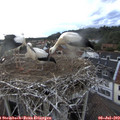 19_20-nest.jpg