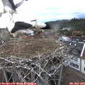 19_25-nest.jpg