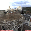 19_30-nest.jpg