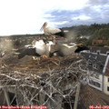 19_35-nest.jpg