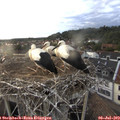 19_40-nest.jpg