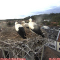 19_45-nest.jpg