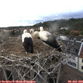 19_50-nest.jpg