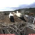19_55-nest.jpg