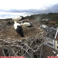 20_00-nest.jpg
