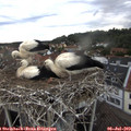 20_15-nest.jpg