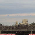 20_20-mast.jpg