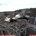 20_20-nest.jpg
