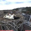 20_25-nest.jpg