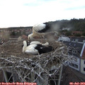 20_35-nest.jpg