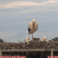 20_40-mast.jpg