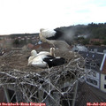 20_40-nest.jpg