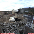 20_45-nest.jpg