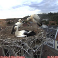 20_55-nest.jpg