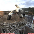 21_00-nest.jpg
