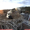 21_05-nest.jpg