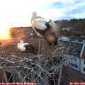 21_10-nest.jpg