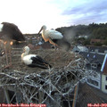 21_20-nest.jpg