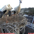 05_30-nest.jpg