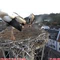 05_50-nest.jpg