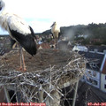 05_55-nest.jpg