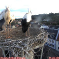 06_05-nest.jpg